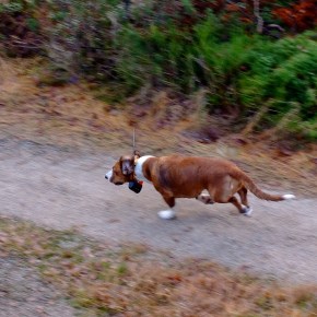Storeslem SP hos Sørlandets&nbsp;harehundklubb