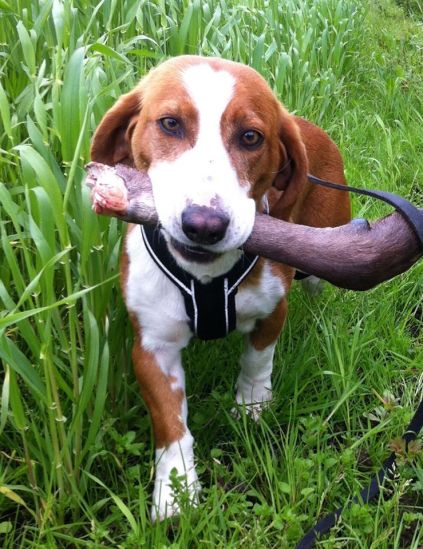 13054975_1718327671770509_4419739362145071955_o