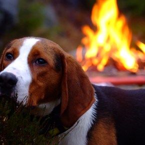 Vinterprøven 2023 nærmer seg – nyttig&nbsp;info!